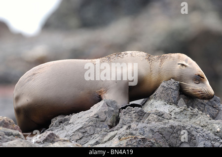 Stock photo d'un lion de mer de Californie chiot dormir sur un rocher. Banque D'Images