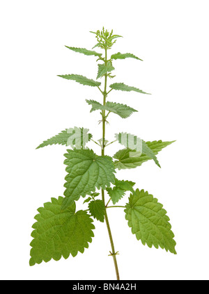 L'ortie haut plant isolated on white Banque D'Images