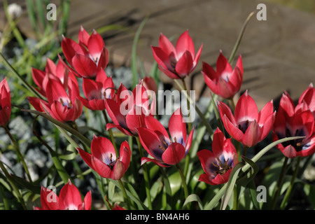 Tulip miniature Petite beauté en fleur Banque D'Images