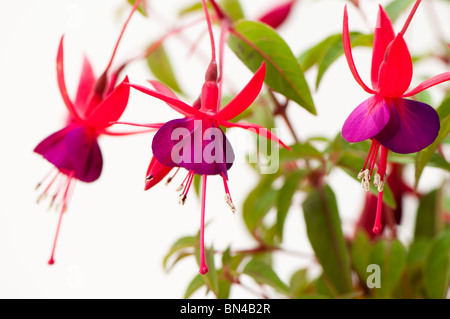 Fuchsia 'Brutus' en fleurs Banque D'Images