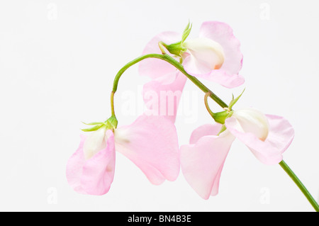 Pois 'Geranium Pink', Lathyrus odoratus Banque D'Images