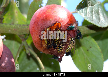 Les guêpes (Vespula Vulgaris) et de mouche sur les prunes mûres endommagé sur l'arbre Banque D'Images