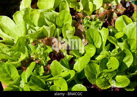 Sélectionner et revenir les légumes feuilles de salade de laitue poussant dans un pot en terre cuite Banque D'Images