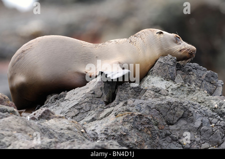 Stock photo d'un lion de mer de Californie chiot dormir sur un rocher. Banque D'Images