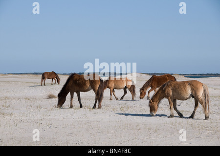 Le pâturage des chevaux sauvages Mustang espagnol sur les Outer Banks de Caroline du Nord. Banque D'Images