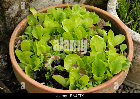 Sélectionner et revenir les légumes feuilles de salade de laitue poussant dans un pot en terre cuite Banque D'Images