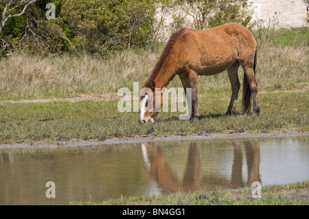 Le pâturage de chevaux sauvages Mustang Espagnol Banque D'Images