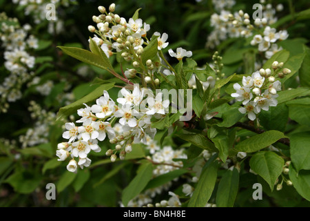 Bird Cherry Blossom Prunus padus prises en Cumbria, UK Banque D'Images