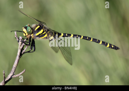 Golden-ringed Dragonfly Cordulegaster boltonii prises en Cumbria, UK Banque D'Images