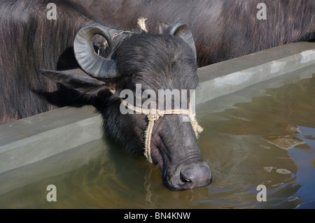 L'eau potable à partir de buffalo man made étang ; Inde Banque D'Images