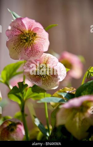 L'hellébore ou Lenten rose fleurs Banque D'Images