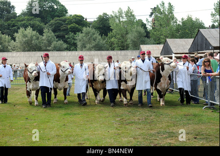 Bovins Hereford Shropshire County Show Banque D'Images