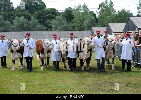 Bovins Hereford Shropshire County Show Banque D'Images