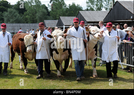 Bovins Hereford Shropshire County Show Banque D'Images