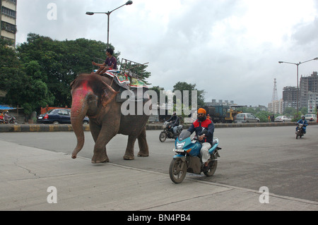 Éléphant avec Mahut sur l'autoroute près de l'express de l'Est ; Bombay Mumbai Mulund ; Inde ; PAS DE MR Banque D'Images