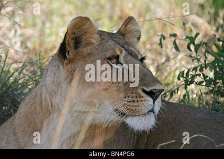 Lionne portrait pris dans le Masai Mara National Reserve, Kenya, Africa Banque D'Images