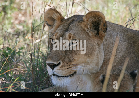 Lionne portrait pris dans le Masai Mara National Reserve, Kenya, Africa Banque D'Images