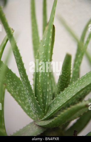 Kumari ; Korphad ; nom botanique l'aloès  ; utilisation des plantes médicinales pour traiter de nombreuses maladies ; Inde Banque D'Images