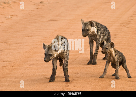 L'Hyène tachetée (Crocuta crocuta) - trois oursons hyène debout sur route - Juillet, l'Est de Tsavo National Park, Kenya, Afrique de l'Est Banque D'Images