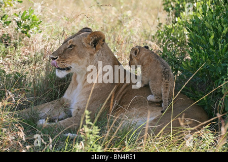 Lion Cub jouer avec mère dans le Masai Mara, Kenya, Afrique de l'Est Banque D'Images