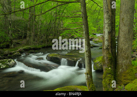 Peu de Pigeon River Cascades dans Greenbrier de la Great Smoky Mountains du Tennessee, USA. Photo par Darrell Young. Banque D'Images