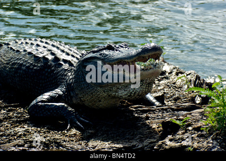 Alligator Alligator mississippiensis) baring (crocs acérés de soleil sur se connecter au Lac Martin Louisiane Banque D'Images