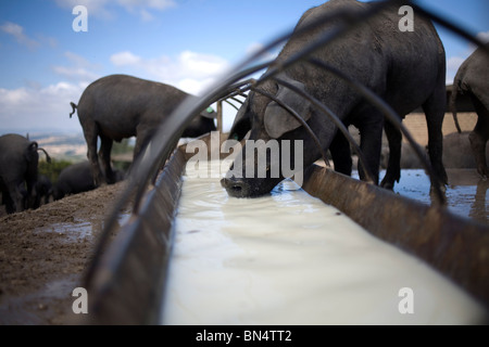 Les porcs ibériques espagnol verre whey sur une ferme porcine de Prado del Rey, La Sierra de Cadiz, Cadiz Province, Andalusia, Spain Banque D'Images