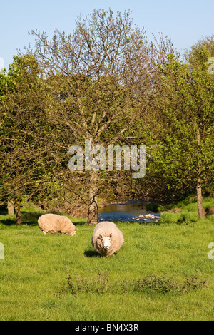 Moutons en fixant avec des arbres sur le terrain & river Banque D'Images