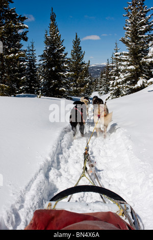 Un traîneau tiré par des chiens à travers une forêt en hiver Banque D'Images