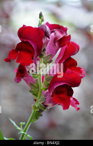 Antirrhinum (muflier) Banque D'Images