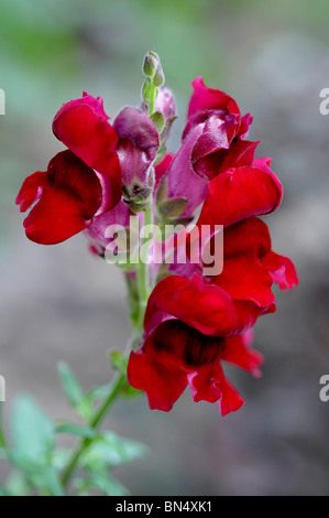 Antirrhinum (muflier) Banque D'Images