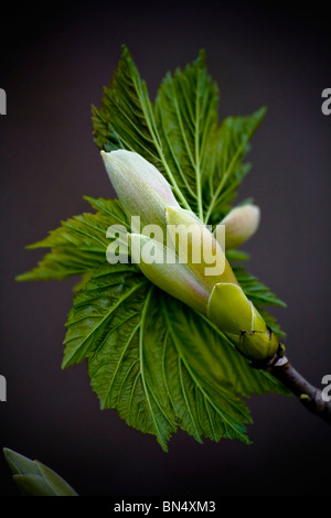 Un sycomore (Acer pseudoplatanus) débourrement. Banque D'Images