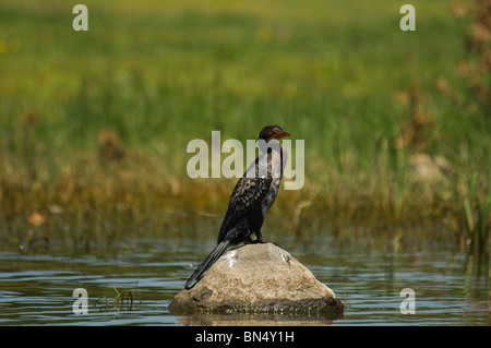 Cormoran Africain (Phalacrocorax africanus Reed Cormorant) Banque D'Images