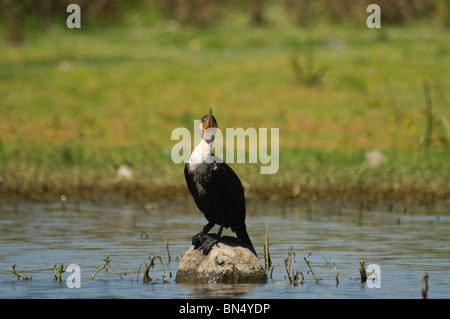 White-breasted Cormorant Phalacrocorax carbo Banque D'Images