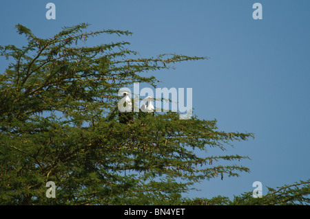 Paire de poissons d'Afrique blanche Haliaeetus vocifer dans un arbre Banque D'Images