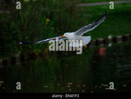 Moindre adultes Goéland marin (Larus fuscus) planeur sur surface d'un lac avec waterweeds Banque D'Images