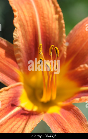 Hémérocalle (Hemerocallis fulva) Banque D'Images