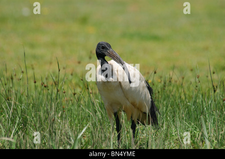 Ibis sacré Threskiornis aethiopicus debout dans l'herbe Banque D'Images