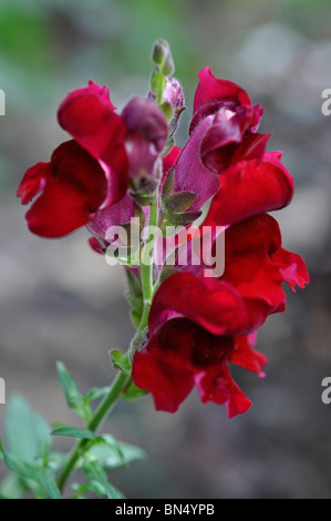 Antirrhinum (muflier) Banque D'Images