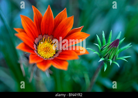 Gazanias Banque D'Images