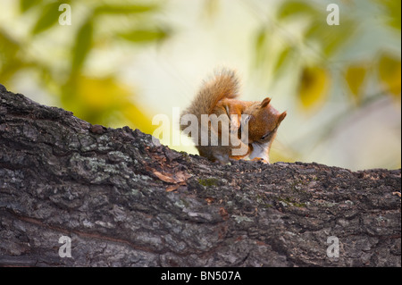Écureuil roux dans un arbre Banque D'Images