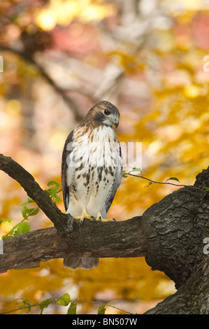 Red-tailed hawk perché dans un arbre en automne Banque D'Images