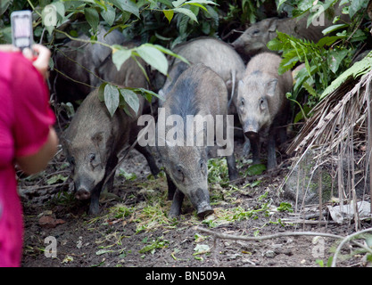 Une femme photos des cochons sauvages avec un téléphone cellulaire près de la jungle à Kuala Lumpur, Malaisie Banque D'Images