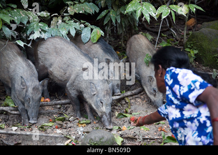 Les porcs sauvages près de Kuala Lumpur sont nourris par les gens dans la nuit, un rituel qui a lieu sur la Colline des singes Banque D'Images