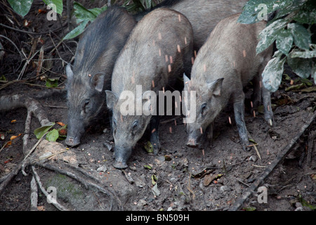 Les porcs sauvages près de Kuala Lumpur sont nourris par les gens dans la nuit, un rituel qui a lieu sur la Colline des singes Banque D'Images