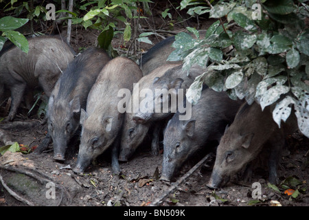 Les porcs sauvages près de Kuala Lumpur sont nourris par les gens dans la nuit, un rituel qui a lieu sur la Colline des singes Banque D'Images