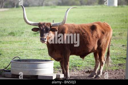 Un Texas Longhorn Steer sur un ranch près de Austin, Texas Banque D'Images