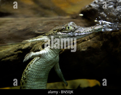 Une captive d'alligator bébé nage dans un réservoir à Sydney Wildlife World Banque D'Images