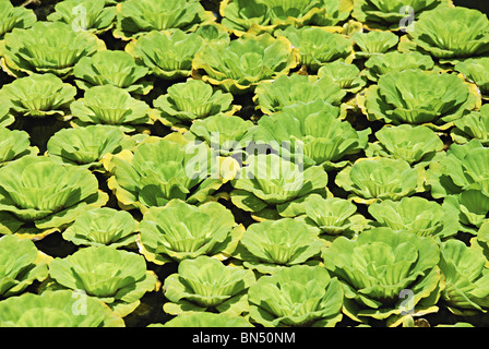 Chou d'eau (Pistia) Banque D'Images