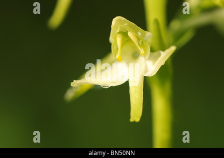 Une plus grande orchidée-papillon (Plantanthera chlorantha) Banque D'Images